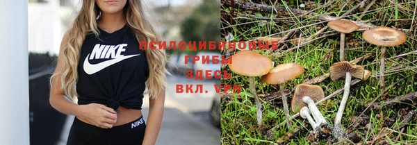 индика Алзамай