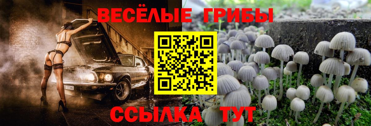 Галлюциногенные грибы прущие грибы  Вход с VPN  Курчалой 